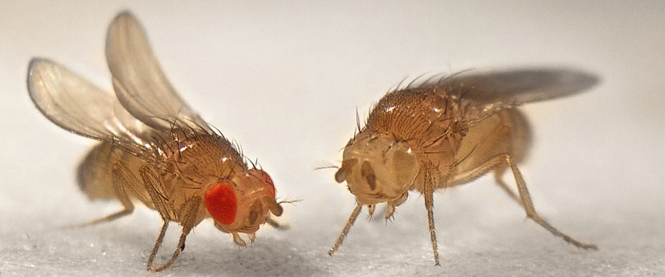 Image from Joe Jimbo (http://theconversation.com/animals-in-research-drosophila-the-fruit-fly-13571)