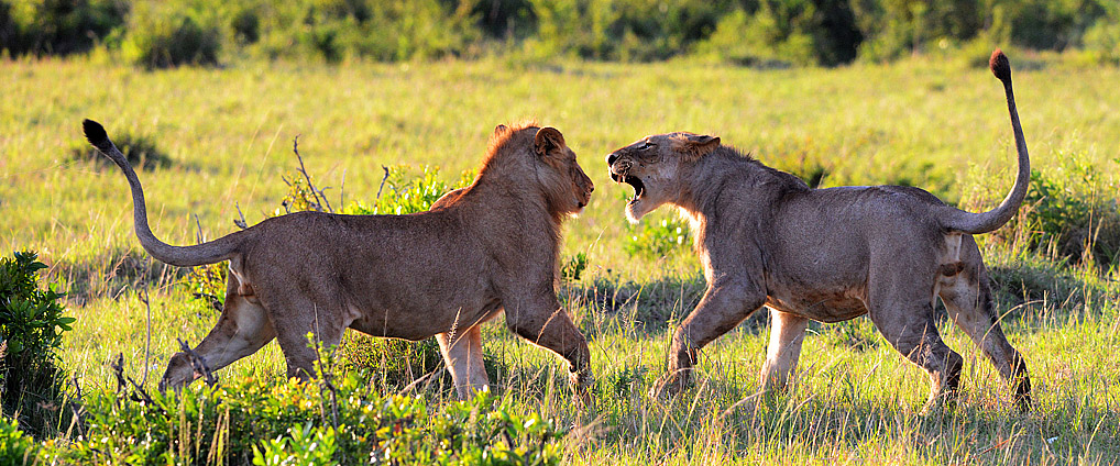 Photo from Anders Isaksson Young Lions
