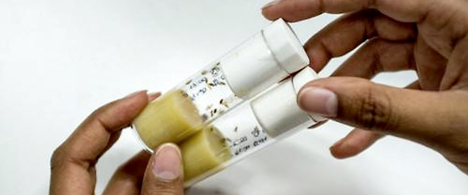 Image: Roberto Keller (IGC) https://www.eurekalert.org/news-releases/558297