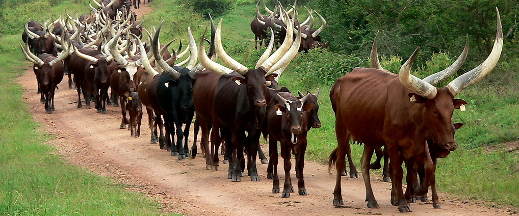 http://www.kenyabuzz.com/lifestyle/cattle-as-a-tourist-attraction-in-uganda