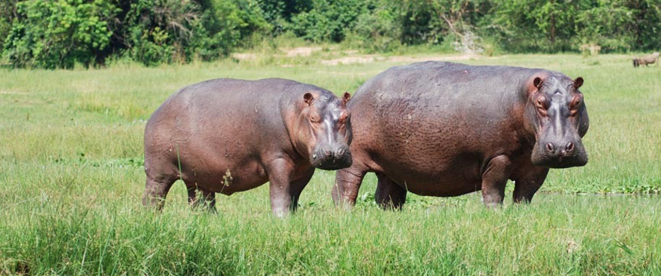 http://safari-uganda.com/wp-content/gallery/wildlife/hippos1.jpg